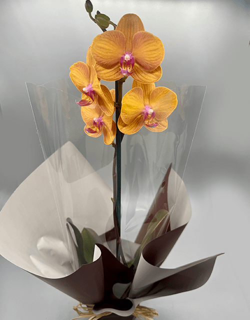 Beautiful Mustard Yellow and Pink Orchid - Impala Online