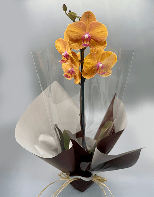 Beautiful Mustard Yellow and Pink Orchid - Impala Online