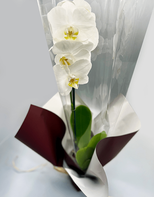 Beautiful White Orchid Phalaenopsis - Impala Online