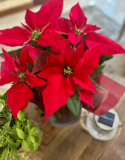 Christmas Poinsettia in Cellophane Wrapping - Impala Online