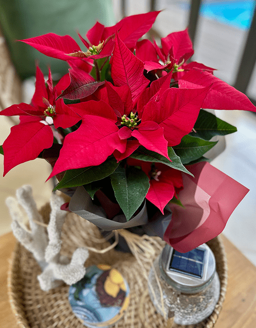 Christmas Poinsettia in Cellophane Wrapping - Impala Online
