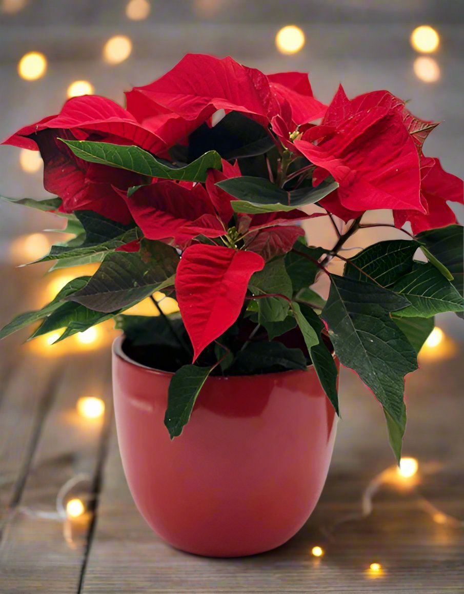 Christmas Poinsettia in Red Ceramic Pot - Impala Online