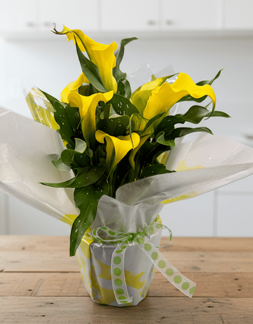Perfect Yellow Arum Lilly - Impala Online
