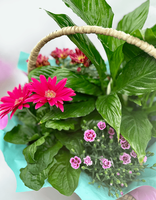 Pretty Pink Plant Basket - Impala Online