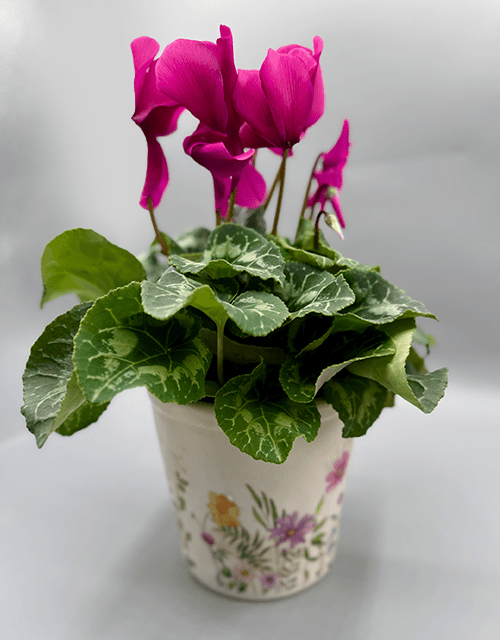 Pretty Purple Cyclamen in Flowerpot - Impala Online