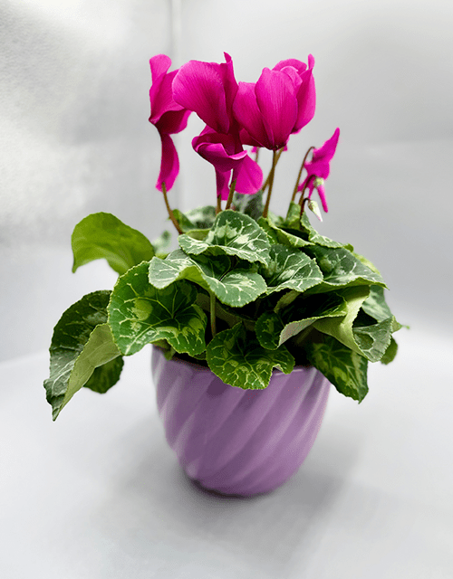 Purple Cyclamen in matching pot - Impala Online