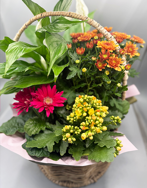 Rustic Plant Basket - Impala Online