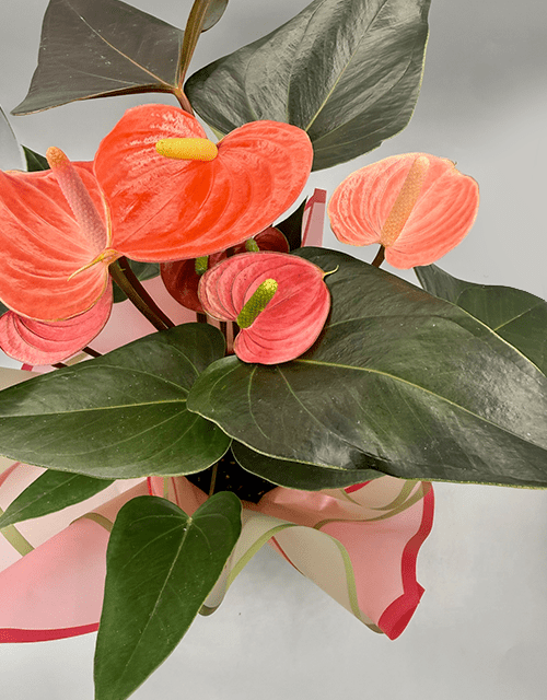 Salmon Anthurium in wrapping - Impala Online