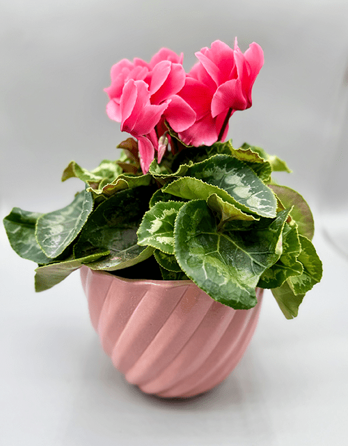 Salmon Pink Cyclamen in matching pot - Impala Online