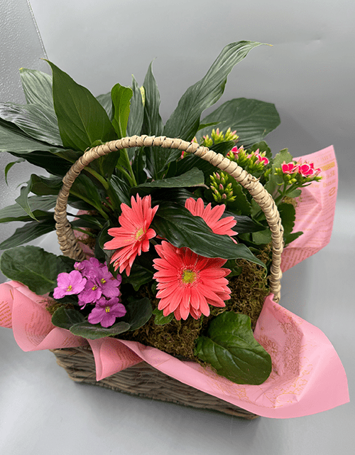 Salmon Pink Plant Basket - Impala Online