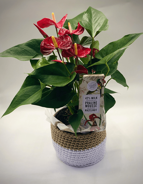 Beautiful Red Anthurium and Chocolate Treat - Impala Online