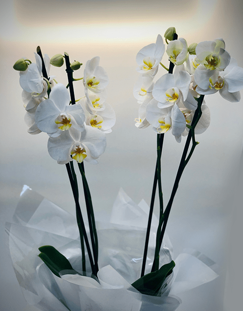 Beautiful White Orchid Phalaenopsis - Impala Online