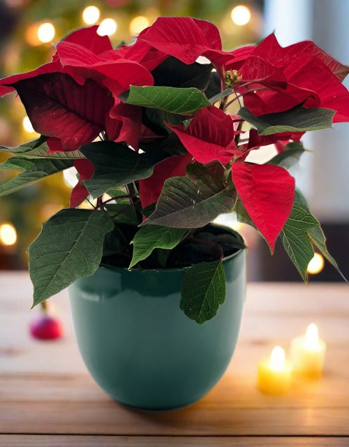Christmas Poinsettia - Impala Online