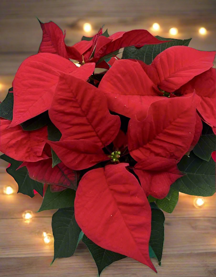 Christmas Poinsettia - Impala Online