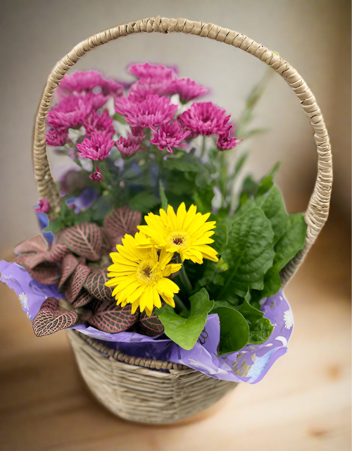 Mixed Plant Basket - small - Impala Online