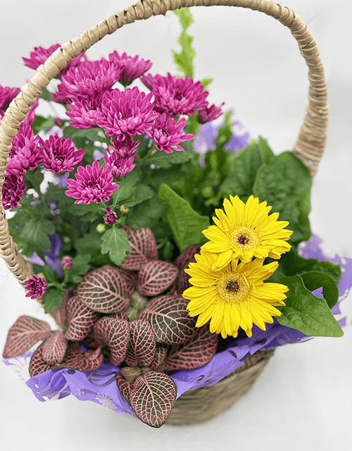 Mixed Plant Basket - small - Impala Online