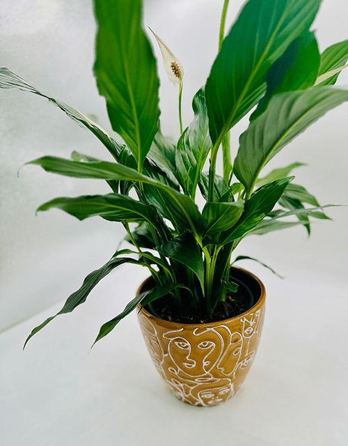 Mustard Ceramic Pot - Impala Online