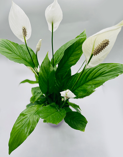 Peaceful Lily - Impala Online