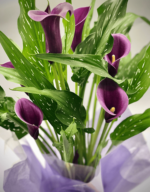 Perfect Purple Arum Lilly - Impala Online