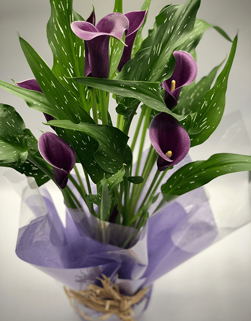 Perfect Purple Arum Lilly - Impala Online