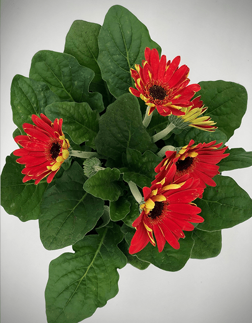 Potted Gerbera - Impala Online