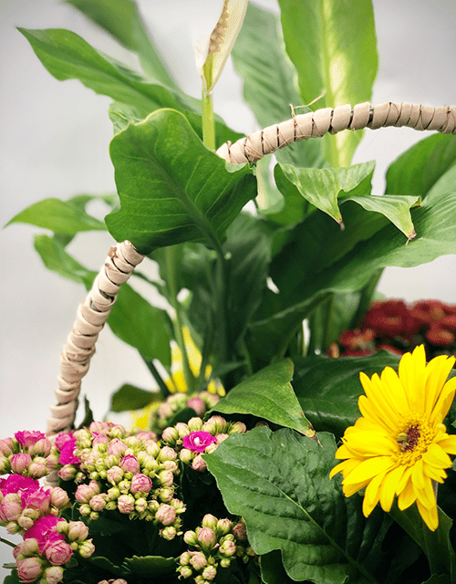 Sunshine Plant Basket - Impala Online