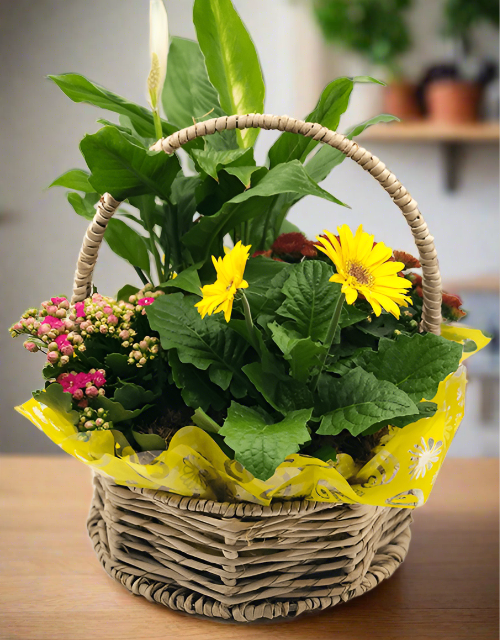 Sunshine Plant Basket - Impala Online