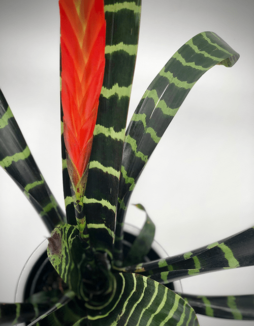 Vriesea Pot - Impala Online