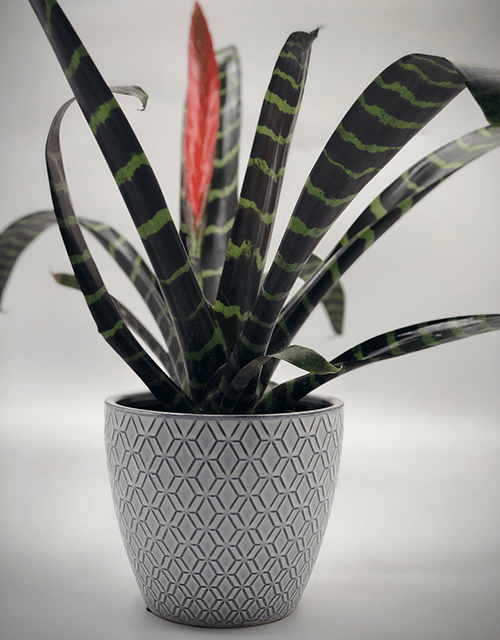 Vriesea Pot - Impala Online