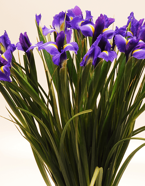 Beautiful Blue Iris Bouquet - Impala Online