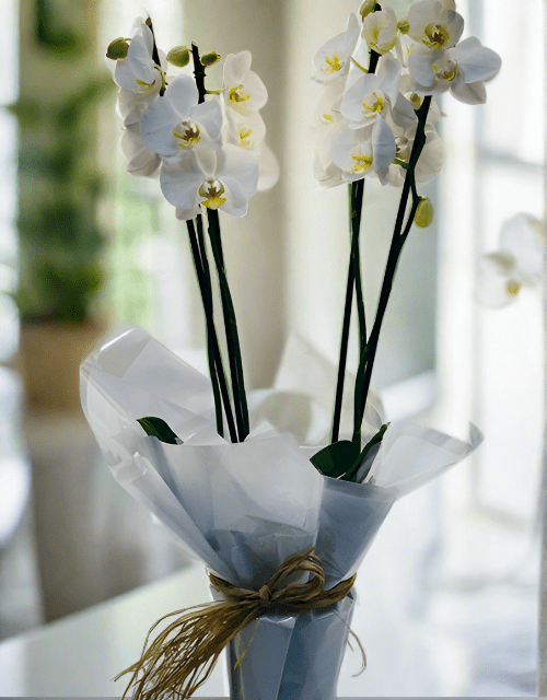 Beautiful White Orchid Phalaenopsis - Impala Online