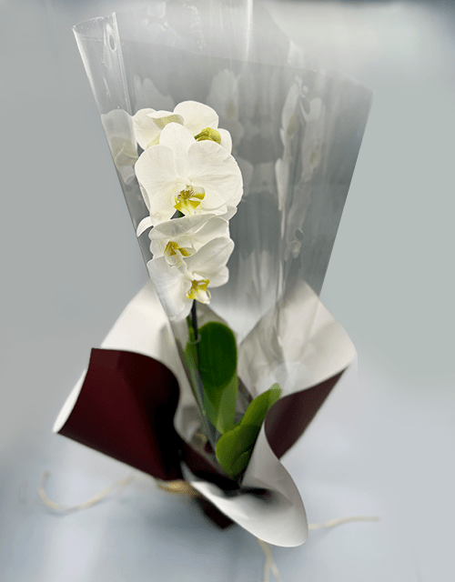 Beautiful White Orchid Phalaenopsis - Impala Online