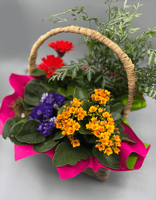 Bright & Cheerful Plant Basket - Impala Online