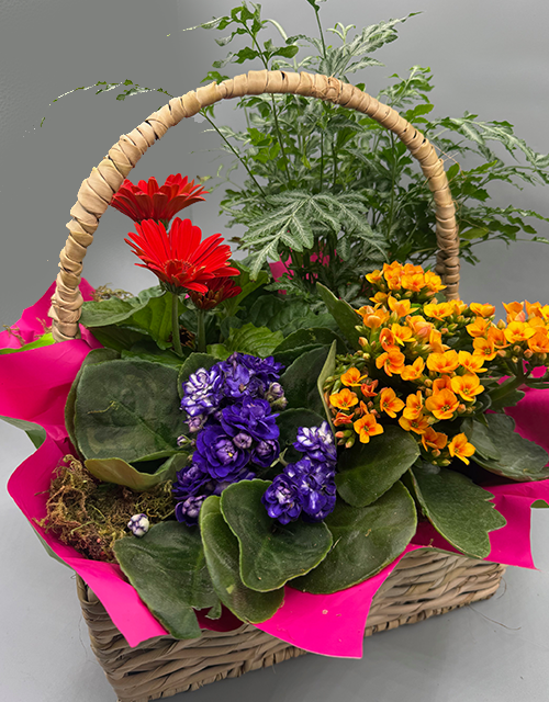 Bright & Cheerful Plant Basket - Impala Online