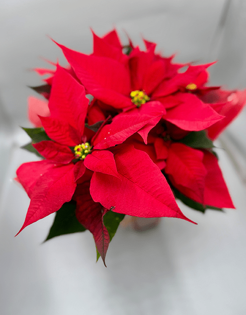Christmas Poinsettia in our 'In Stiches' basket - Impala Online