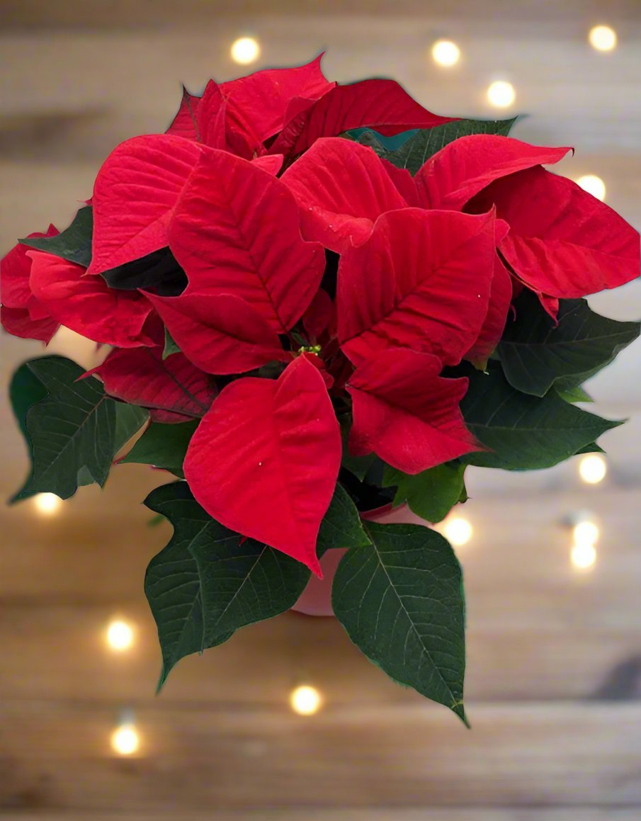 Christmas Poinsettia in Red Ceramic Pot - Impala Online