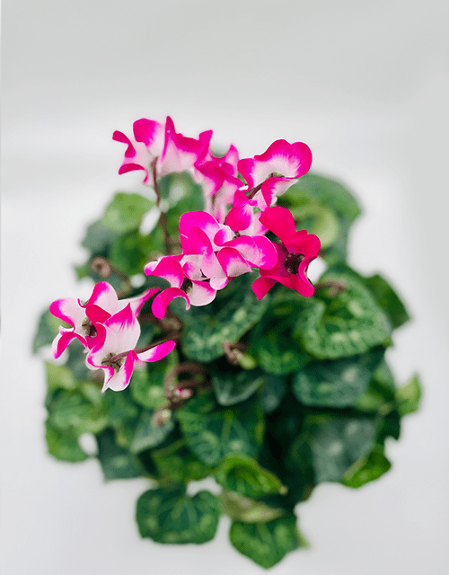 Colourful Cyclamen - Impala Online