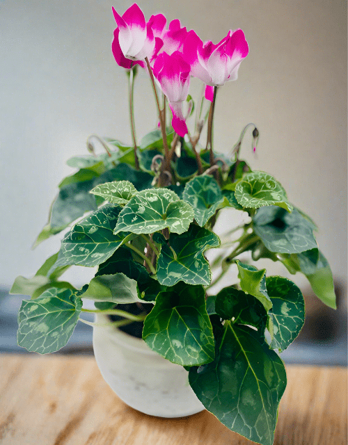 Colourful Cyclamen - Impala Online