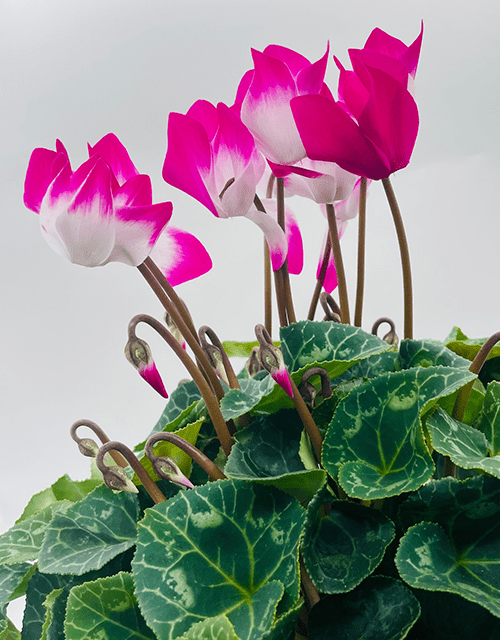 Colourful Cyclamen - Impala Online