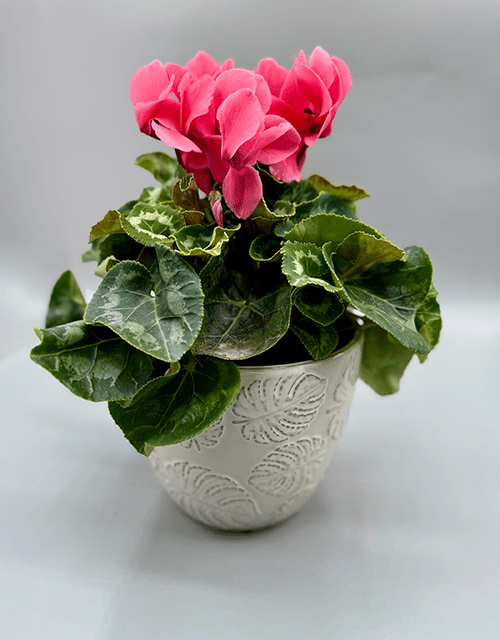 Cream Leaf Pot with Cyclamen - Impala Online