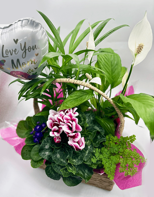Mother's Day Plant Basket with Foil Balloon - Large - Impala Online