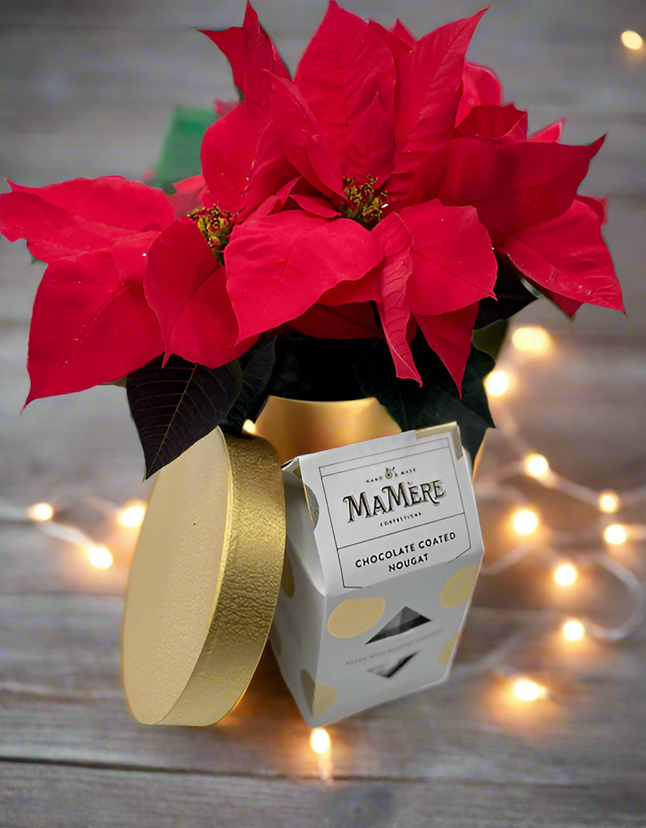 Poinsettia Gift Box Set - Impala Online