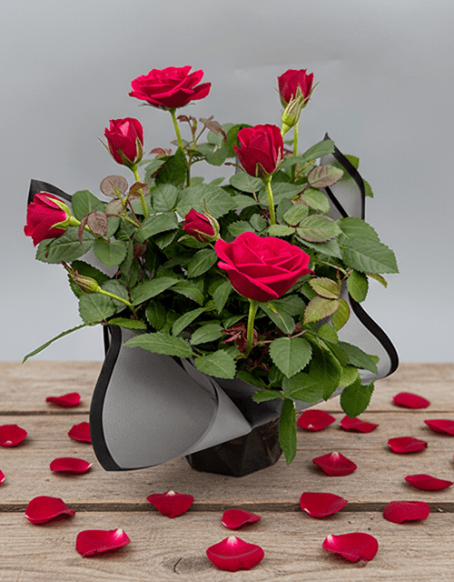 Red Rose Bush Pot Plant - Impala Online