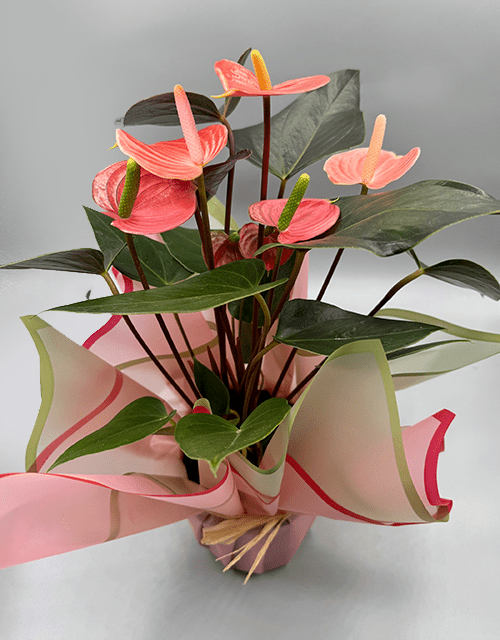 Salmon Anthurium in wrapping - Impala Online