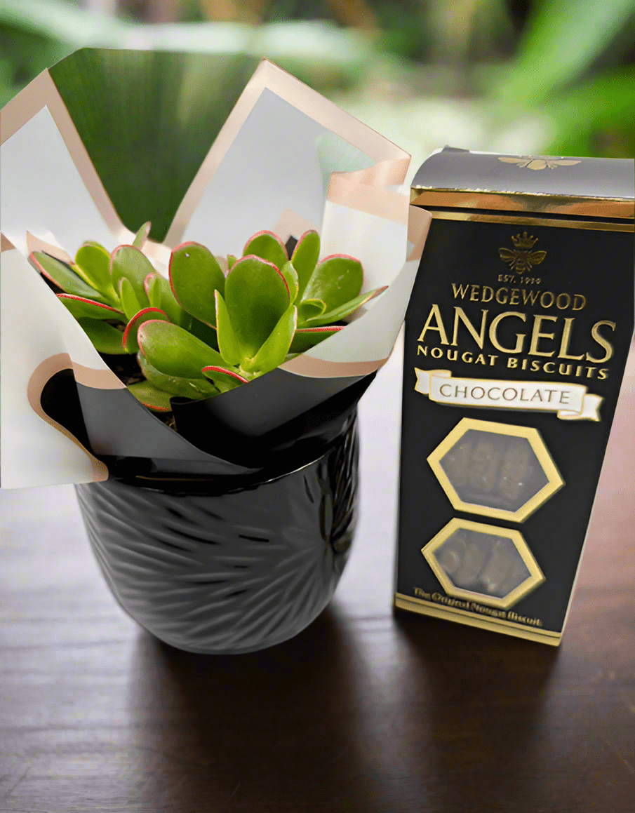 Succulent Plant in Black Ceramic Pot with Chocolate Biscuits - Impala Online