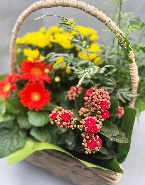 Sunset Plant Basket - Impala Online
