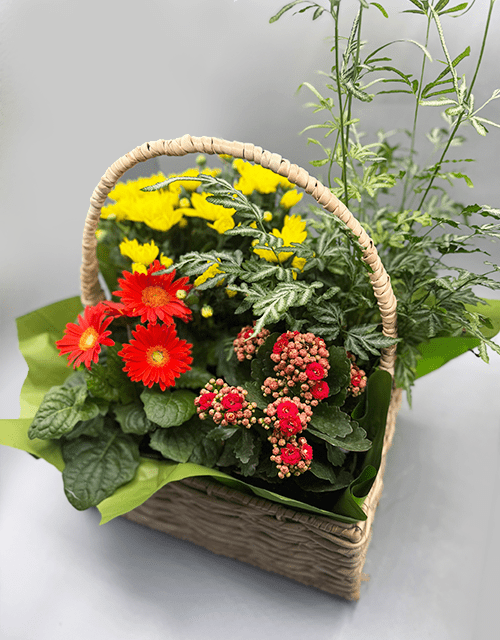 Sunset Plant Basket - Impala Online