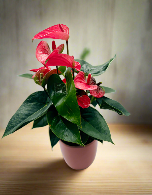 Amazing Anthurium - Impala Online