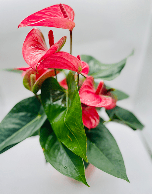 Amazing Anthurium - Impala Online