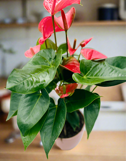 Amazing Anthurium - Impala Online